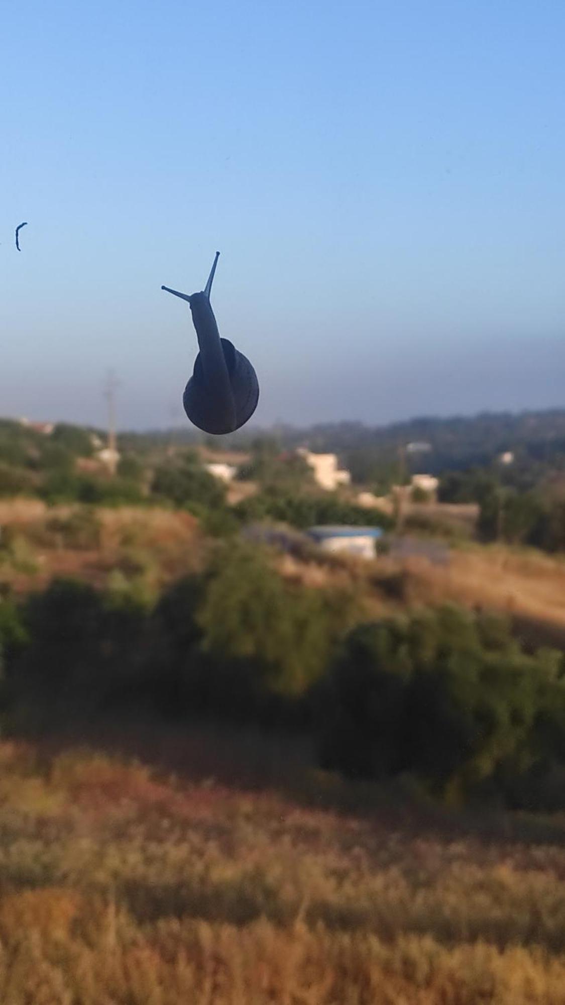 Torrão Nova Quinta Moderna Torramo Em Oliveiras, Campo De Laranjas, Na Nacional 2, Alentejo 13750 M2 빌라 외부 사진