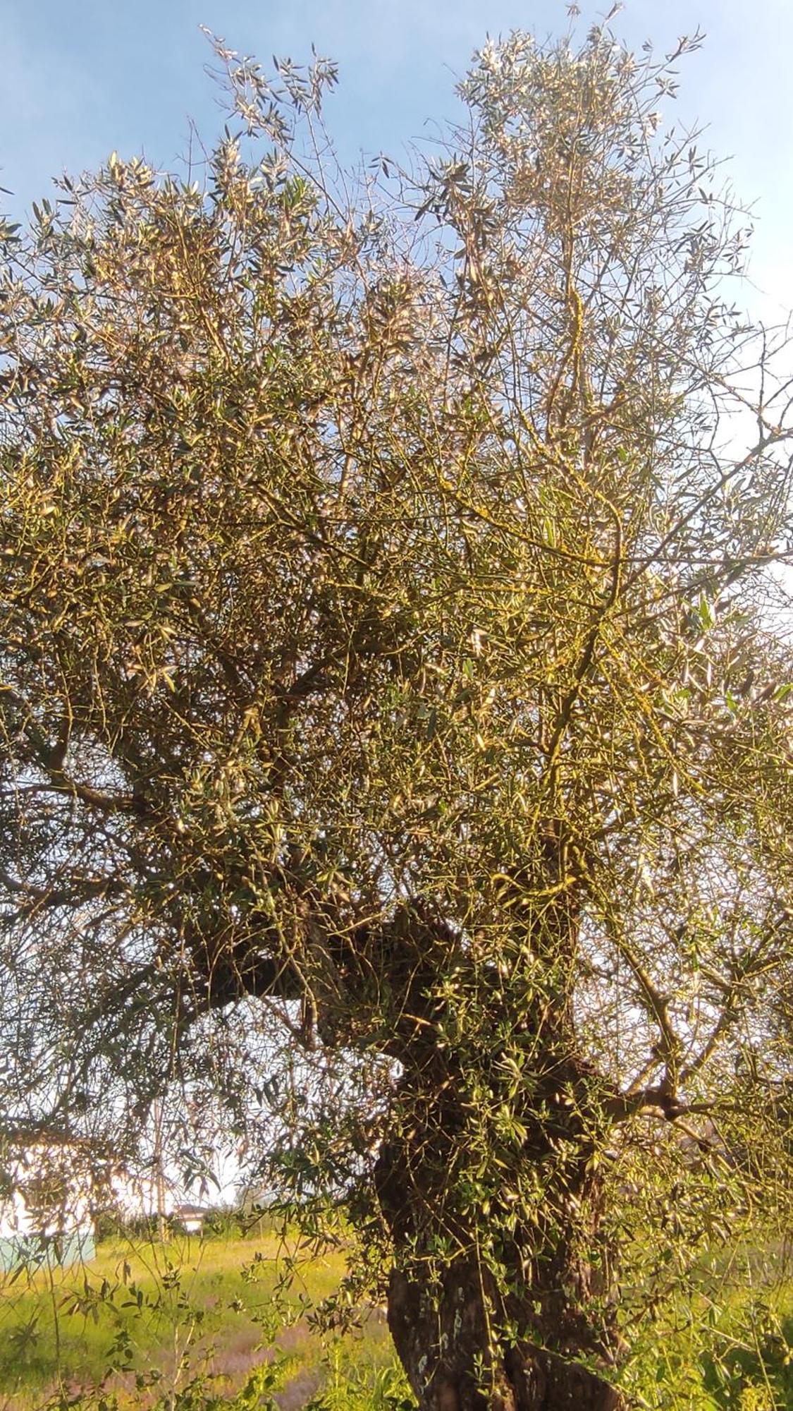 Torrão Nova Quinta Moderna Torramo Em Oliveiras, Campo De Laranjas, Na Nacional 2, Alentejo 13750 M2 빌라 외부 사진